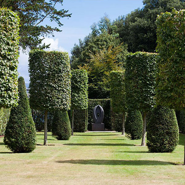 Lawn Trees Landscaping