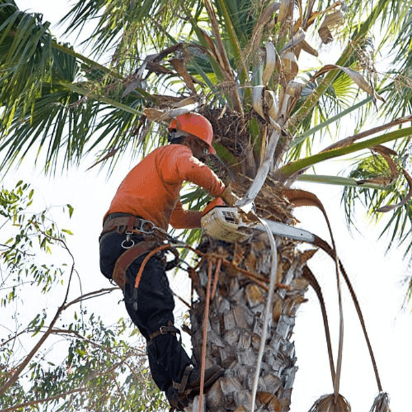 palm-tree-cutting Palm Tree Cutting
